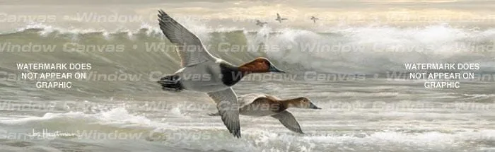 Canvasbacks 1 Rear Window Decal