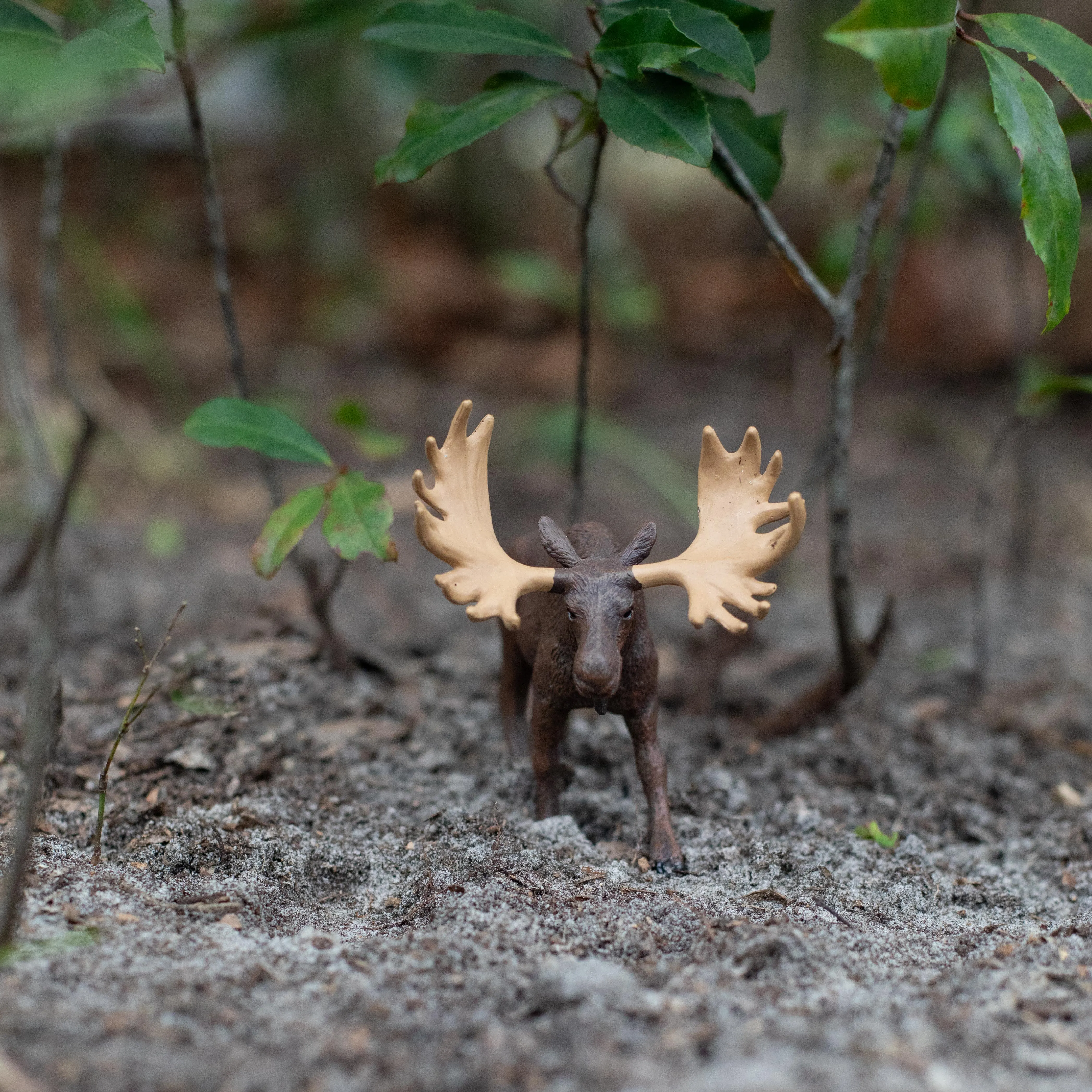 Moose Toy